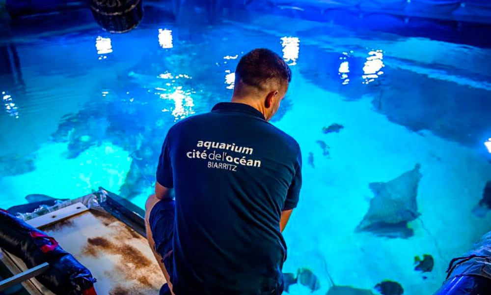 Nourrissage des requins
