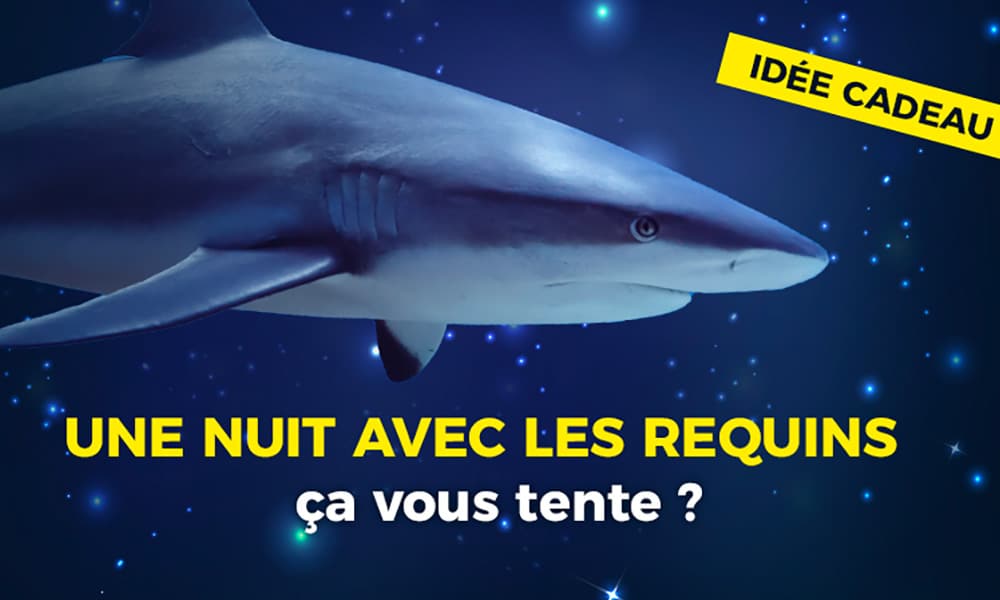 Une nuit avec les requins