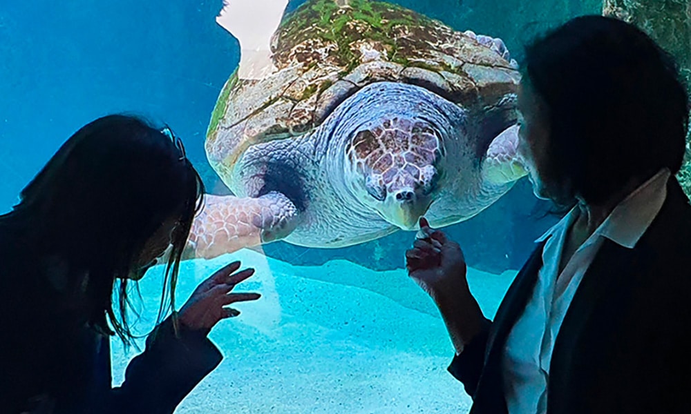 Partenariat avec l'Aquarium de Nouméa