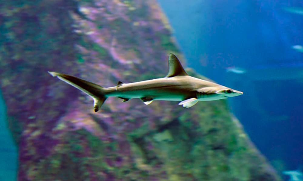 Requin-marteau