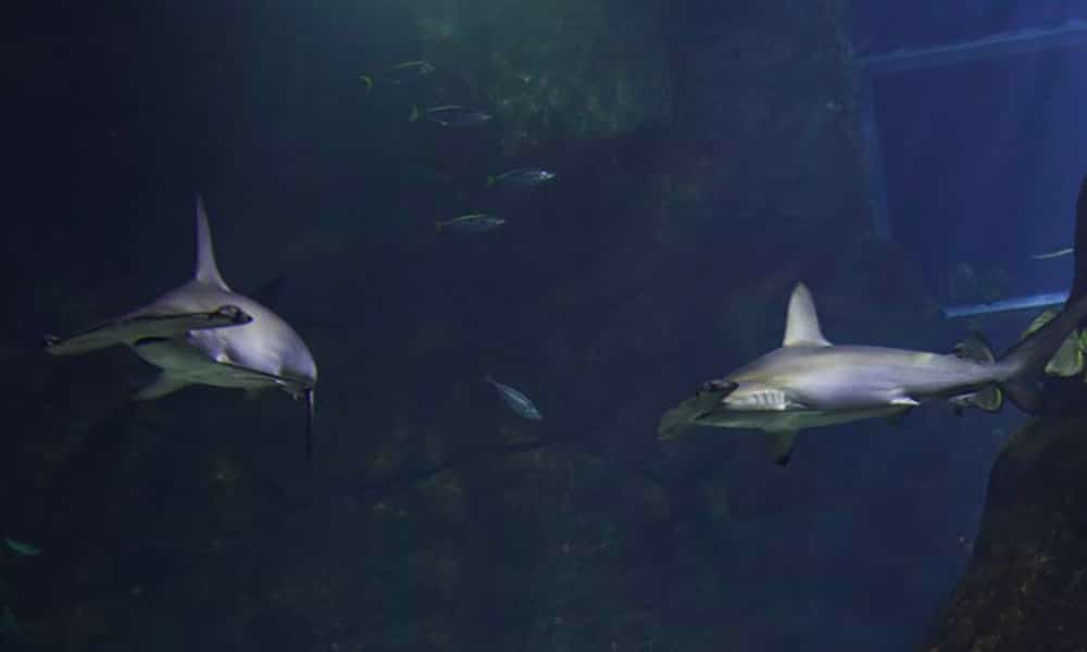 Requins-marteaux halicornes