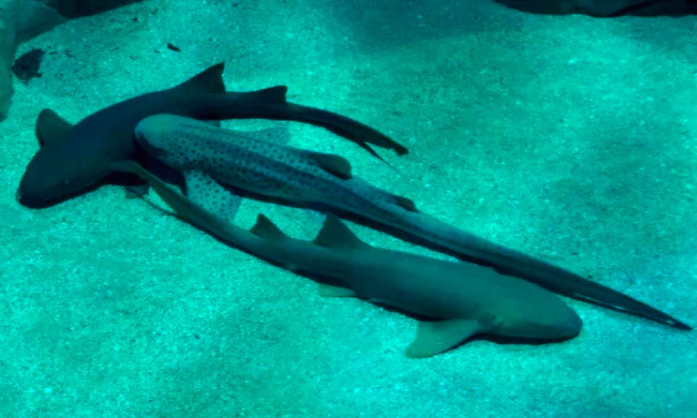 Requins