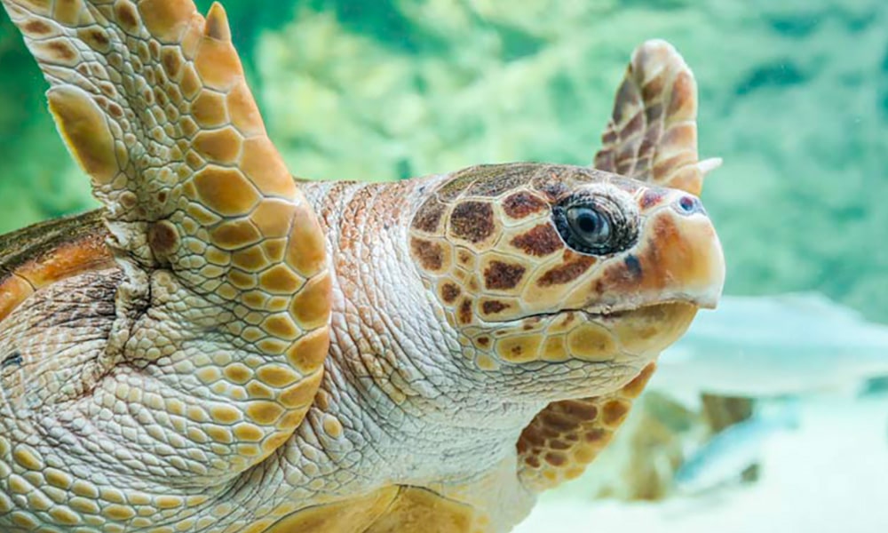 Tortue caouanne
