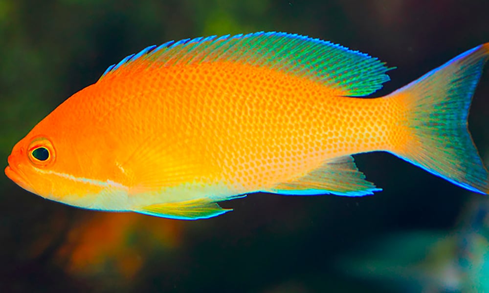 Anthias pêche