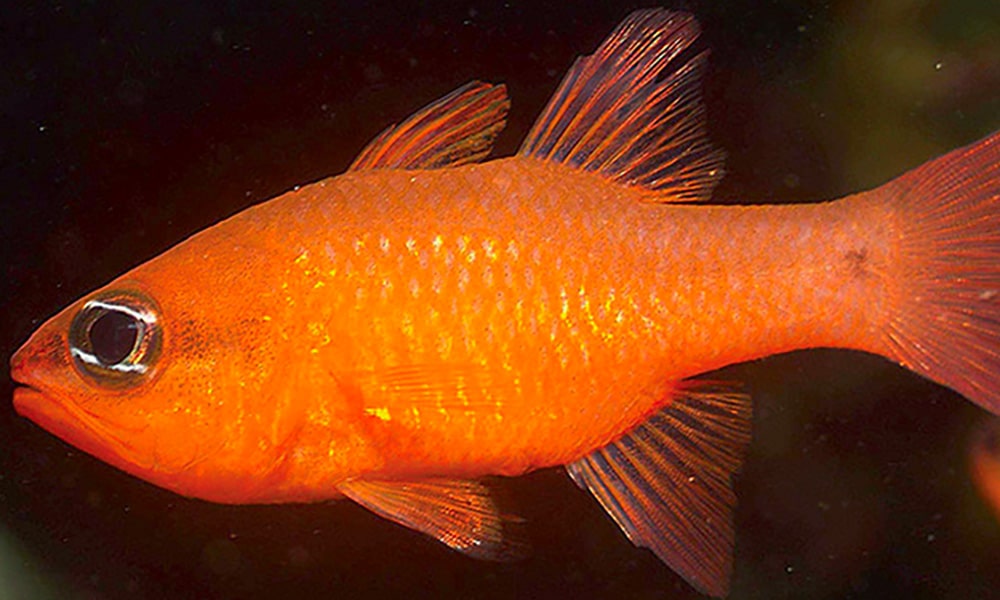 Apogon cardinal