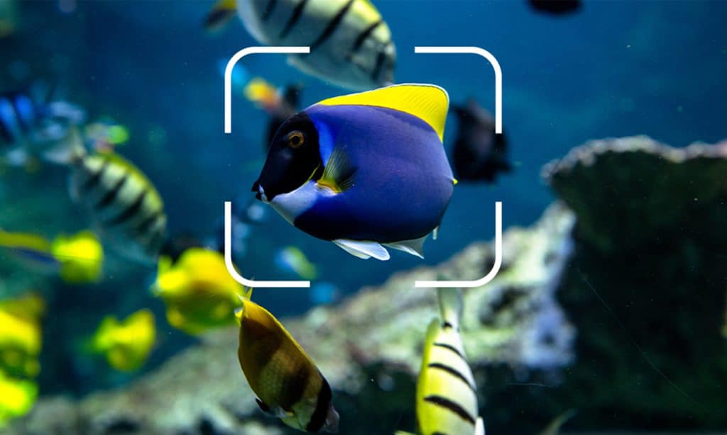 Aquazoom - Aquarium de Biarritz