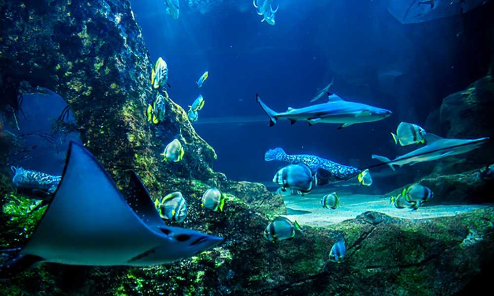 Bassin géant - Aquarium de Biarritz
