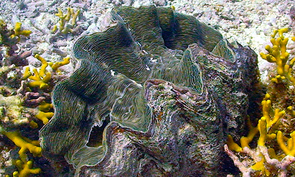 Bénitier roulant