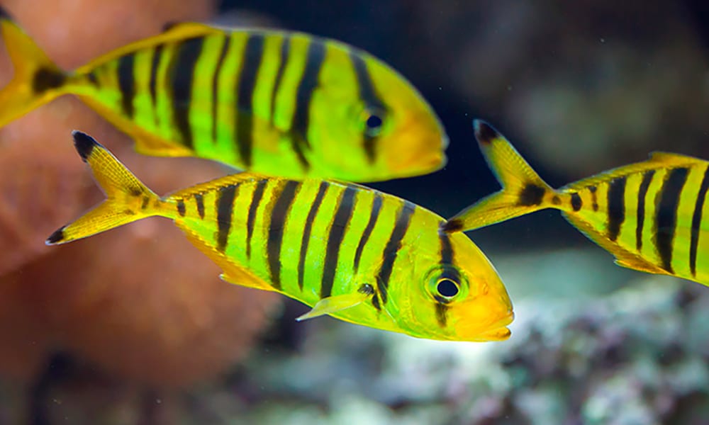 Carangue jaune