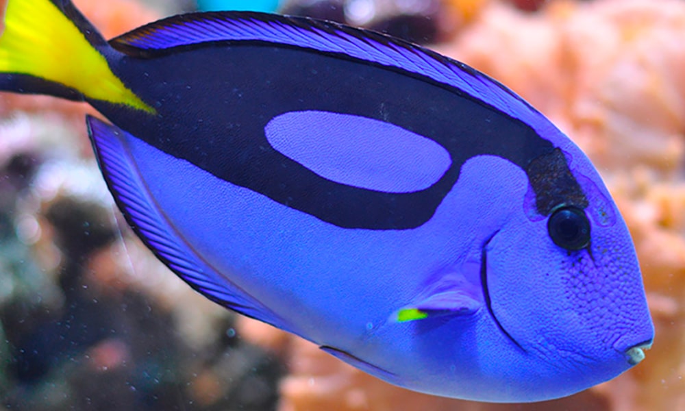 Chirurgien bleu à palette
