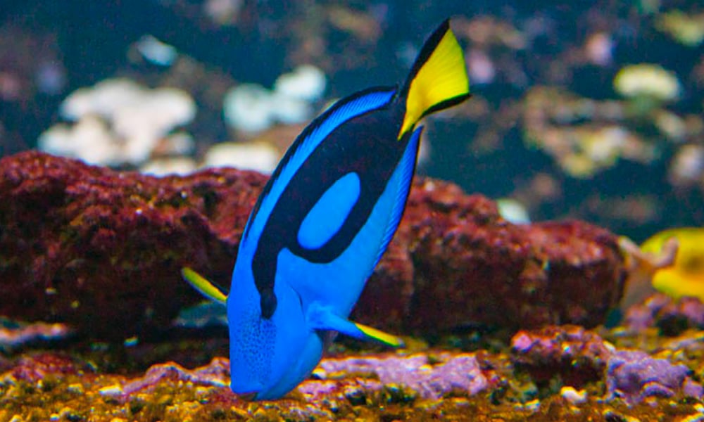 Chirurgien bleu