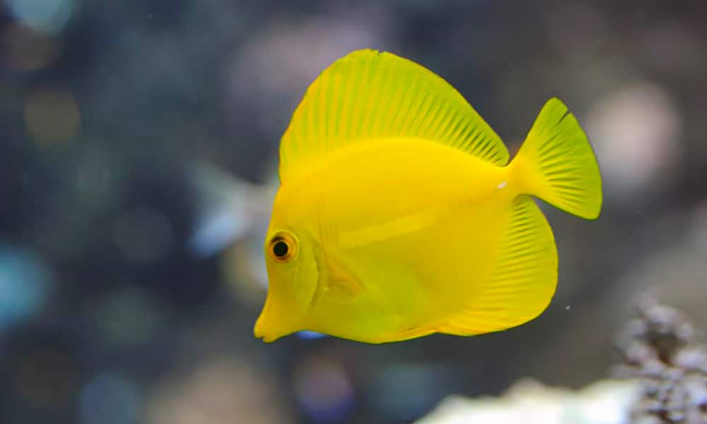 Chirurgien jaune