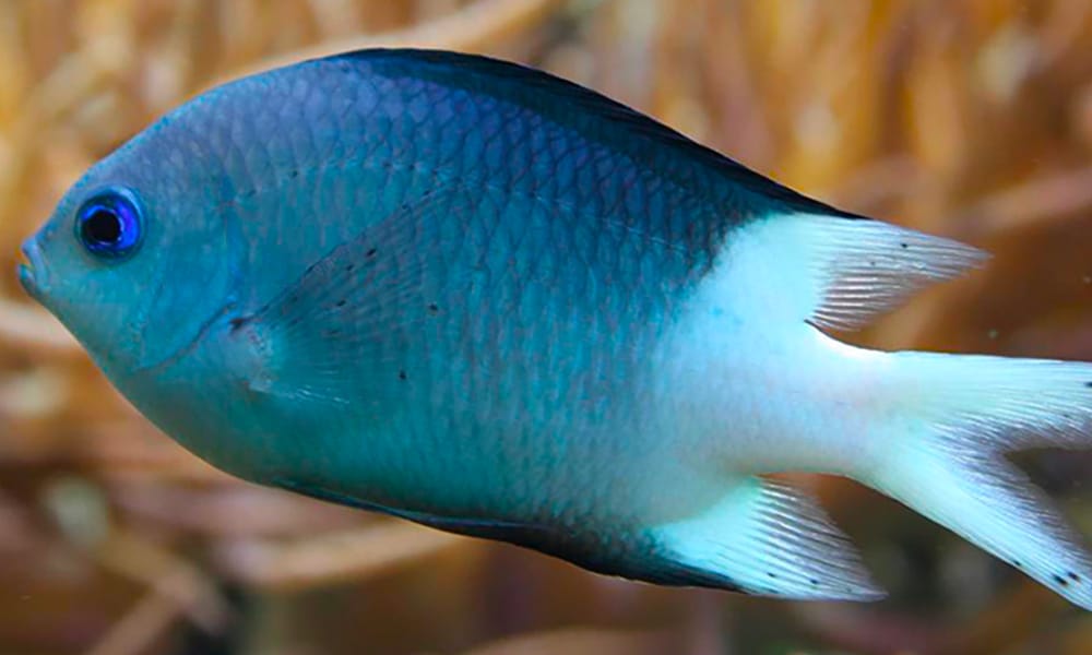 Chromis à épines