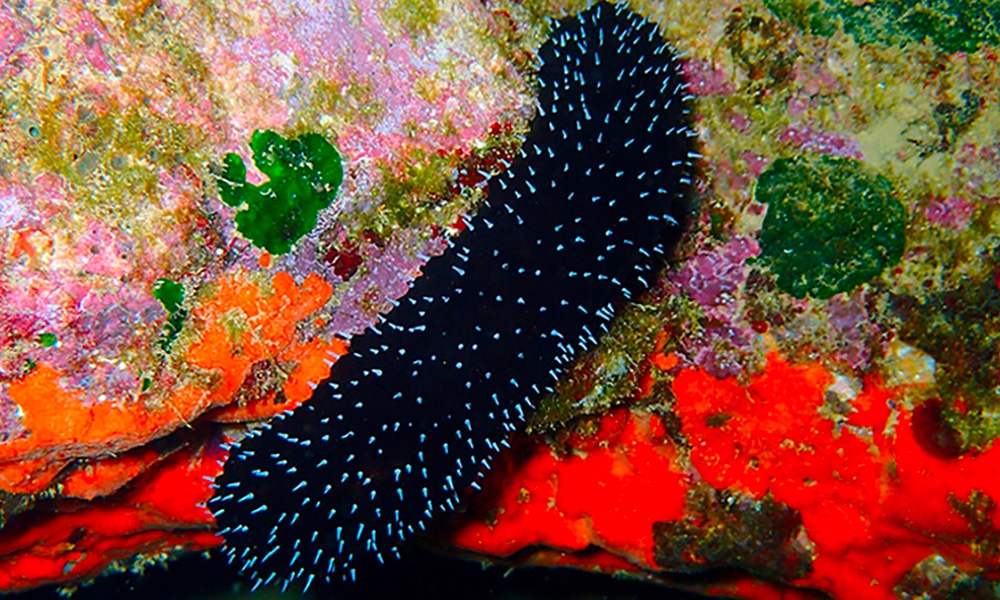 Concombre de mer