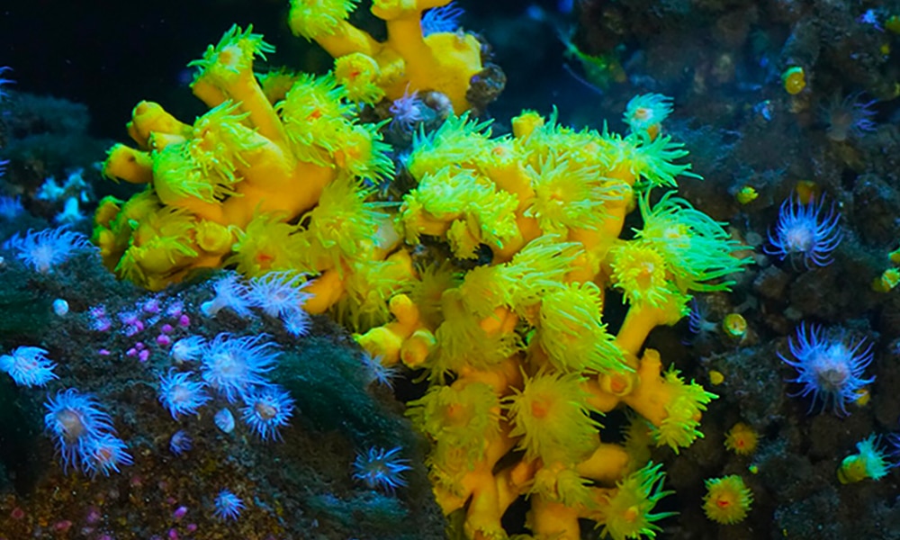 Corail arborescent