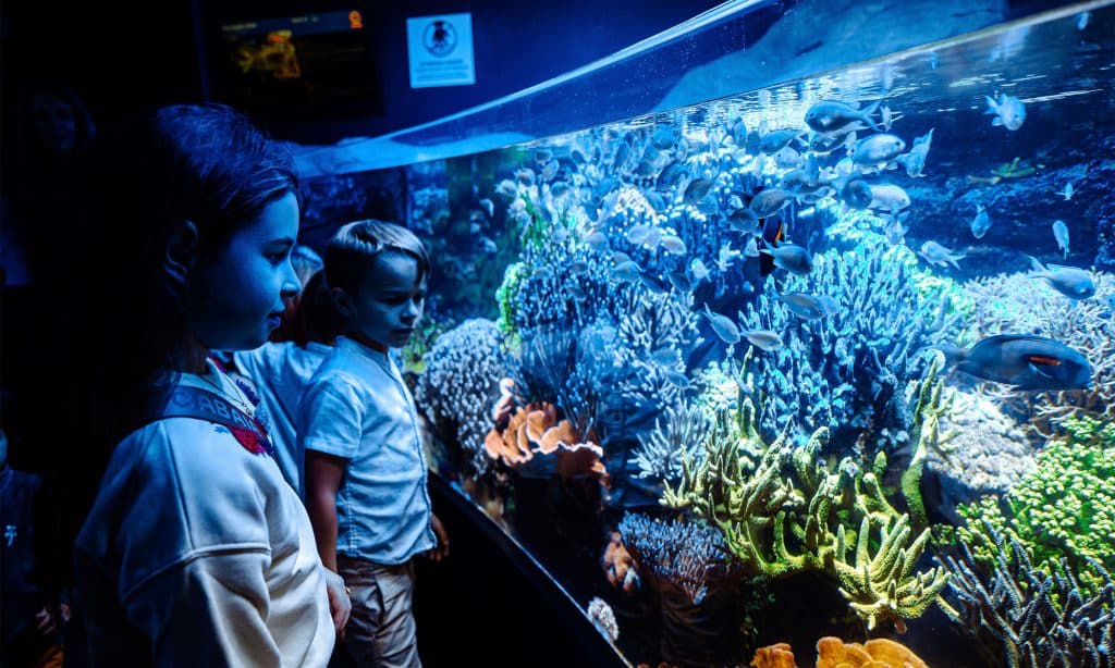 Les coraux de l'Aquarium de Biarritz