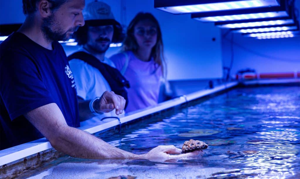 Les coraux de l'Aquarium de Biarritz