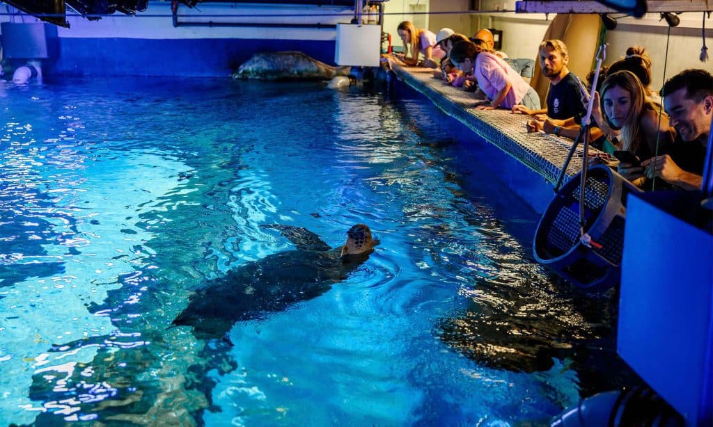 Nourrissage des tortues pendant la visite des coulisses de l’Aquarium de Biarritz