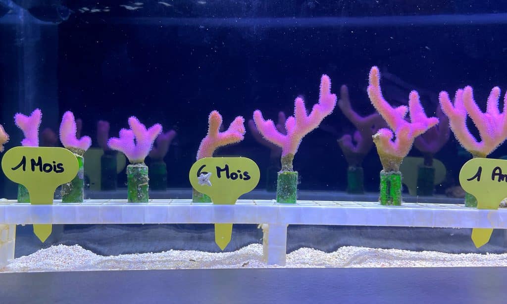Coraux - Aquarium de Biarritz