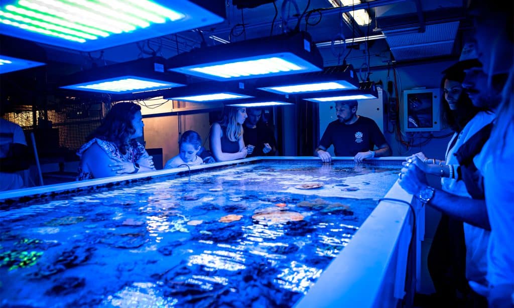 Bouturage des coraux de la visite des coulisses de l’Aquarium de Biarritz