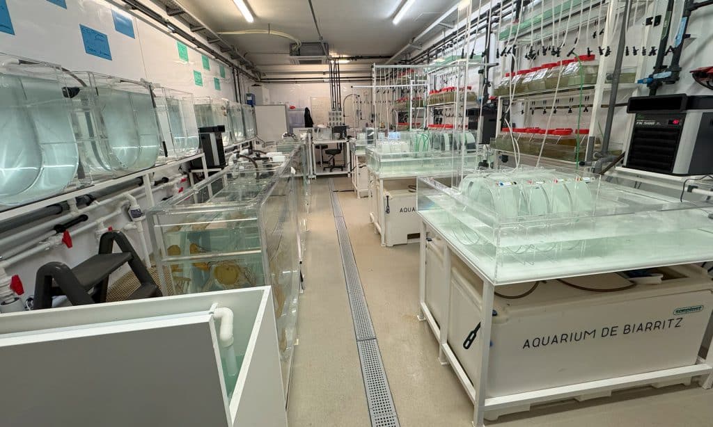 Laboratoire des méduses de l’Aquarium de Biarritz