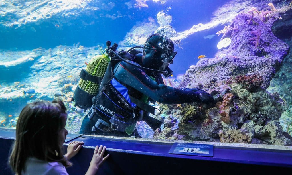 Le nettoyage des vitres à l’Aquarium de Biarritz
