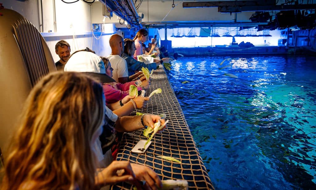 Repas des tortues de la visite des coulisses de l’Aquarium de Biarritz
