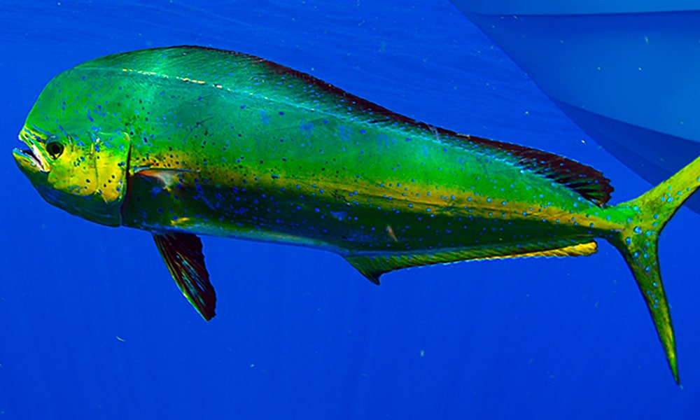 Dorade coryphène