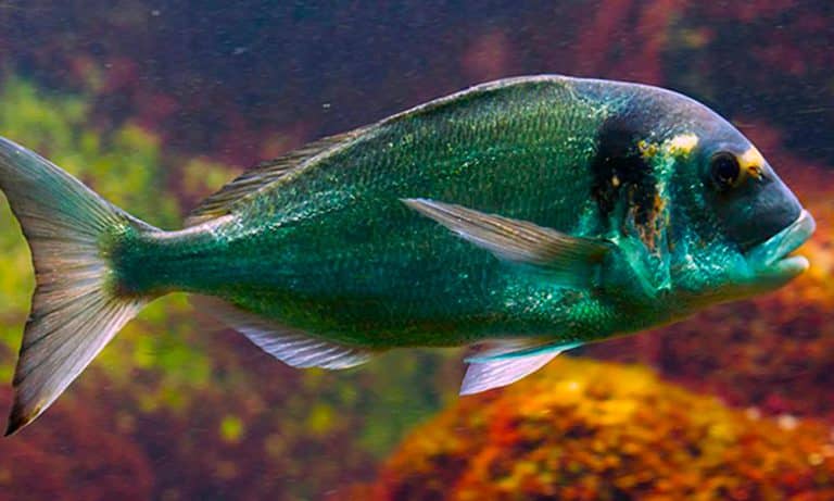 dorade-royale-aquarium-de-biarritz