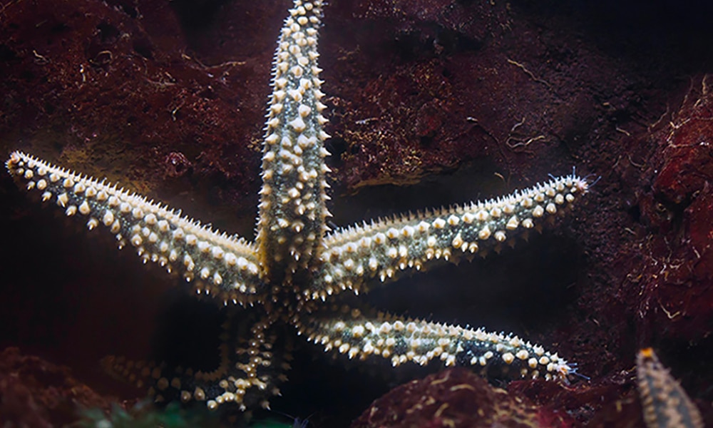 Etoile de mer glaciaire