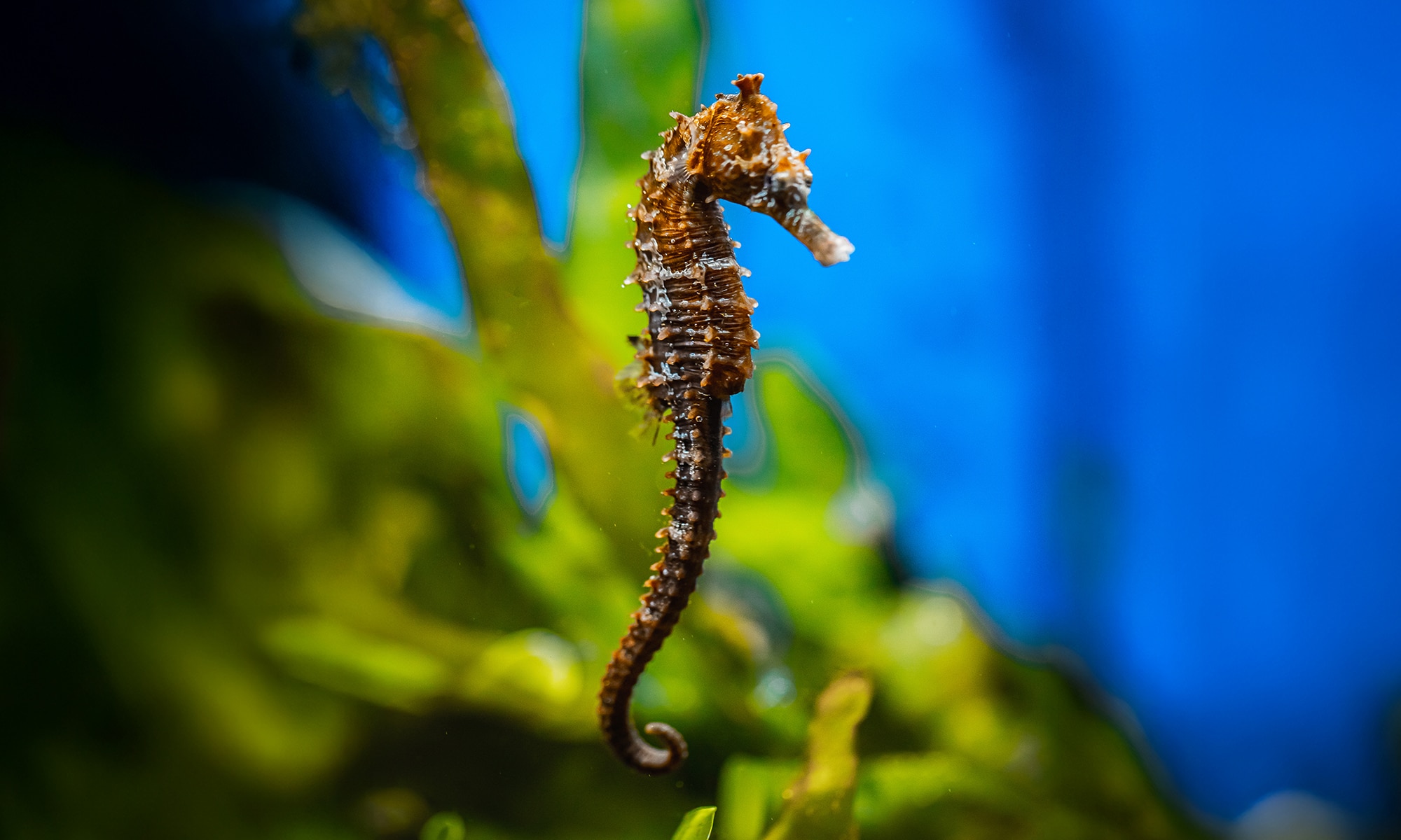 Hippocampe - Nos animaux - Aquarium de Biarritz