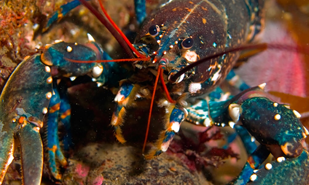 Homard européen