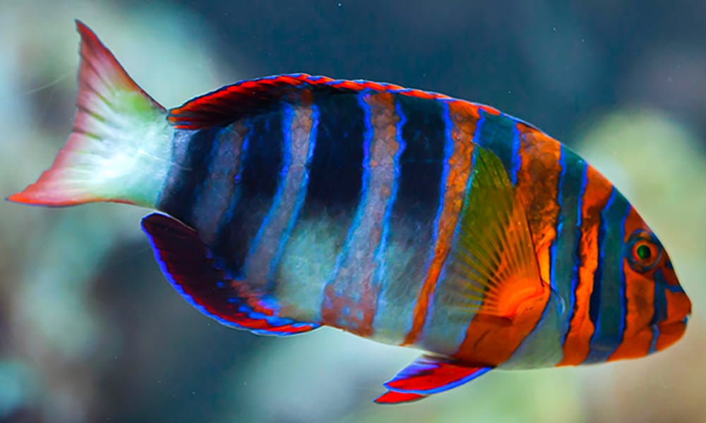 Labre arlequin