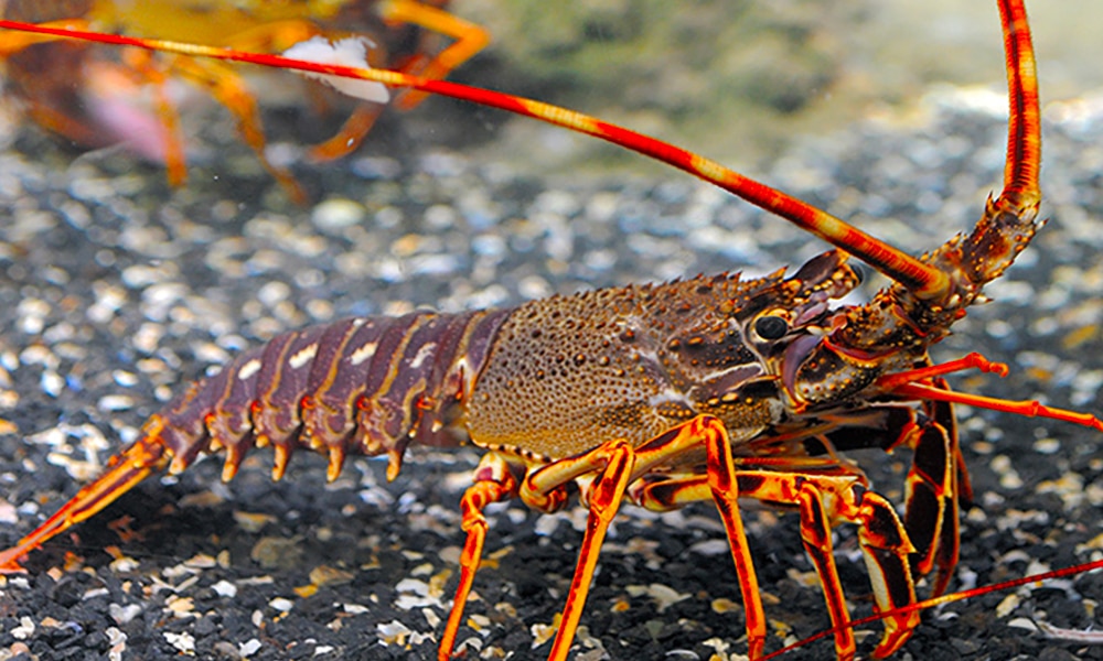 Langouste rouge