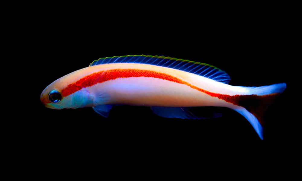 Malacanthe à dos rouge