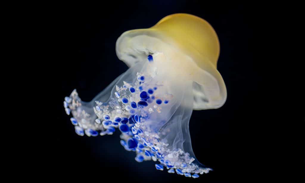 Méduse - Aquarium de Biarritz