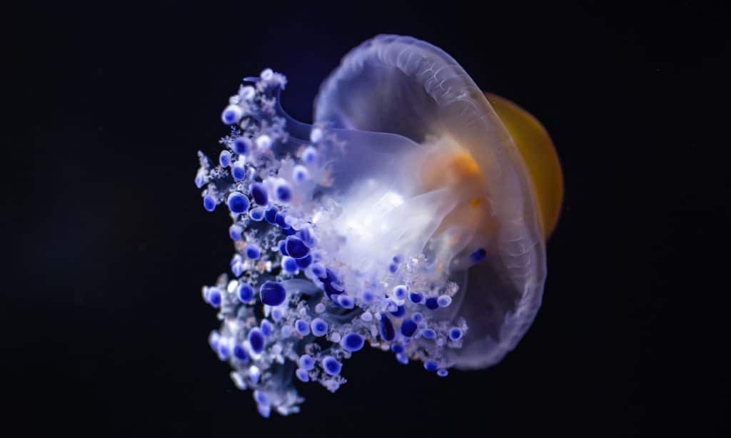 Méduse oeuf au plat de l’Aquarium de Biarritz