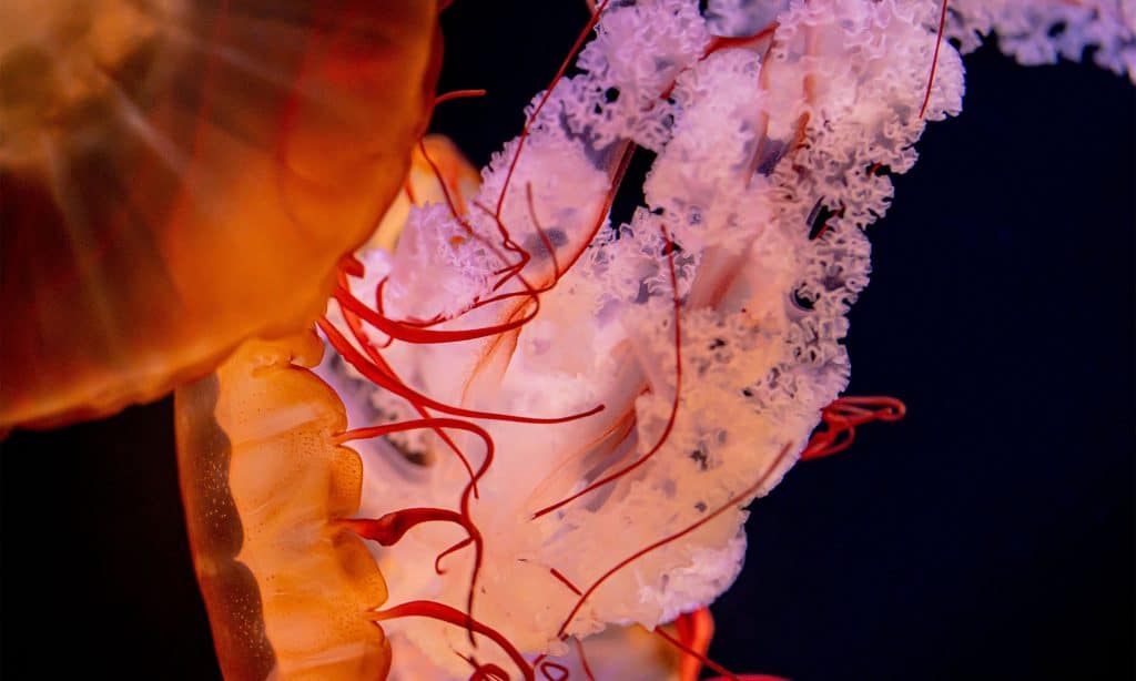 Méduse dorée de l’Aquarium de Biarritz