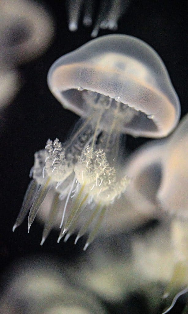 Méduse de glace de l'Aquarium de Biarritz