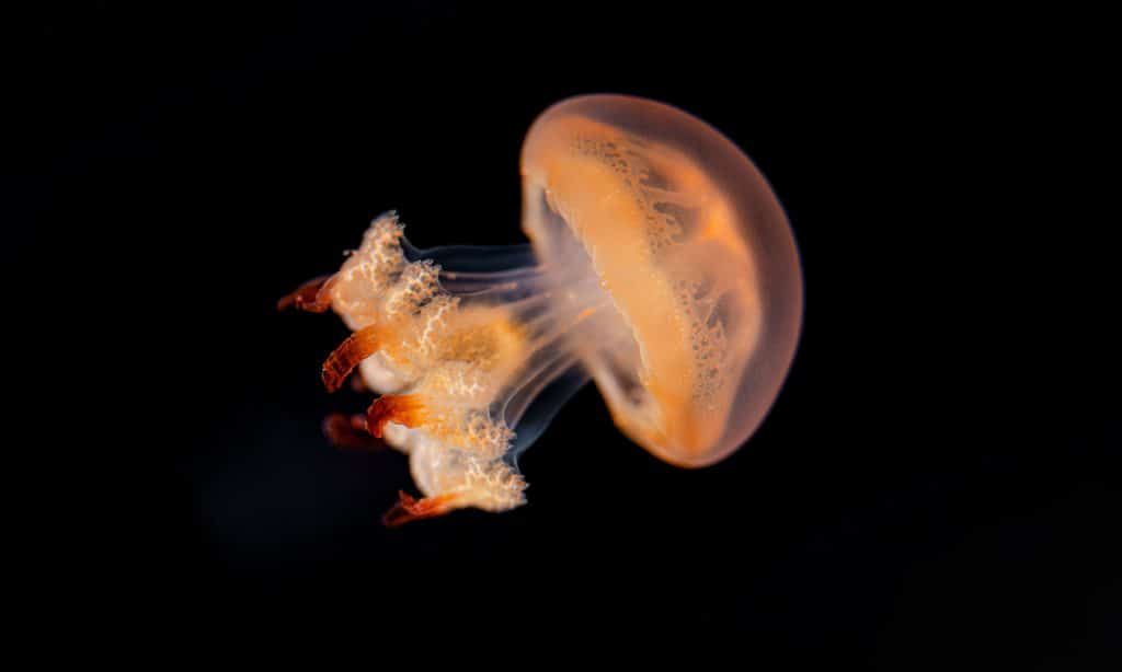Méduse géante tonneau de l’Aquarium de Biarritz