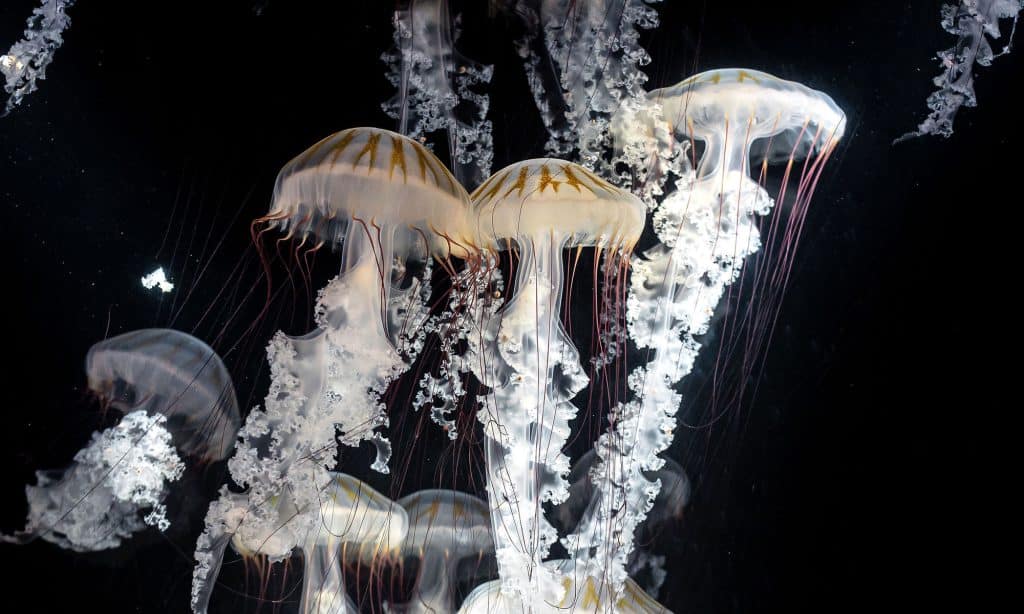 Méduse ortie de mer d’Amérique du sud