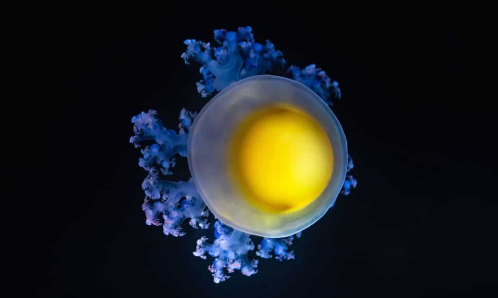 Méduse oeuf au plat de l’Aquarium de Biarritz