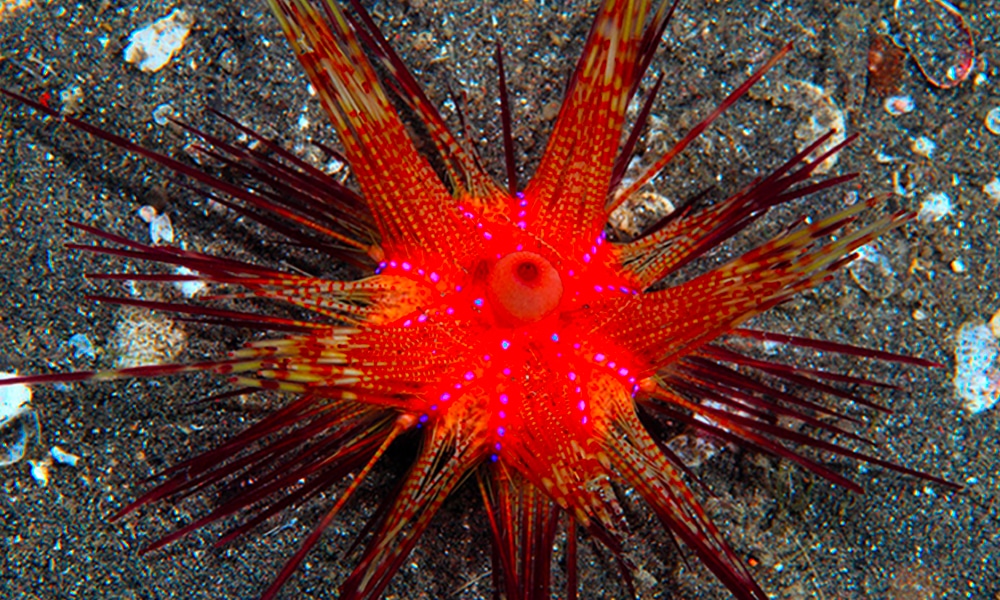 Oursin rouge