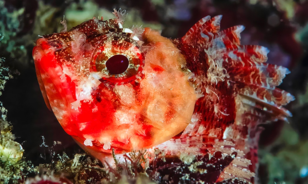 Petite rascasse rouge
