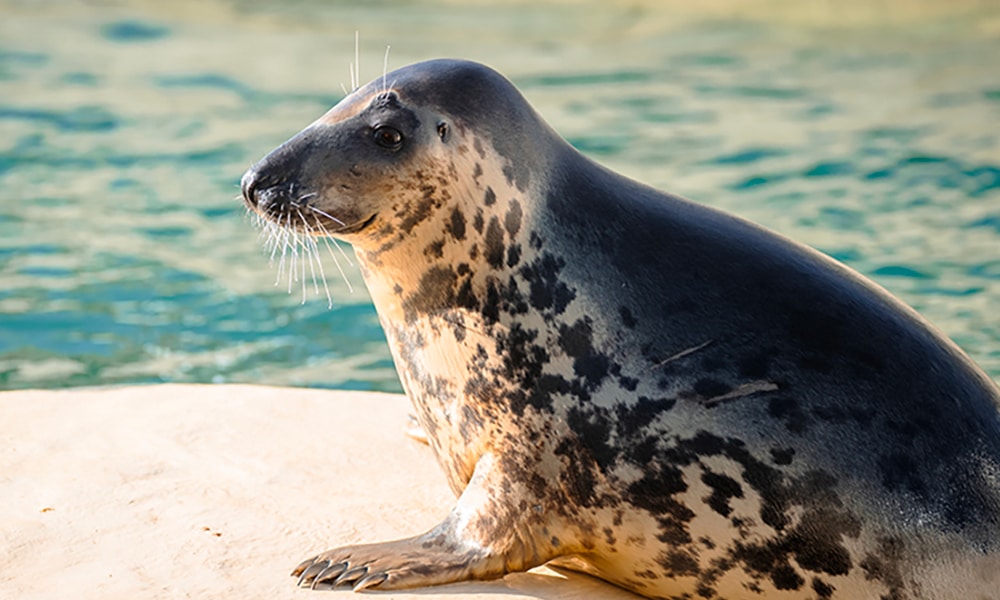 Phoque gris - Aquarium de Biarritz