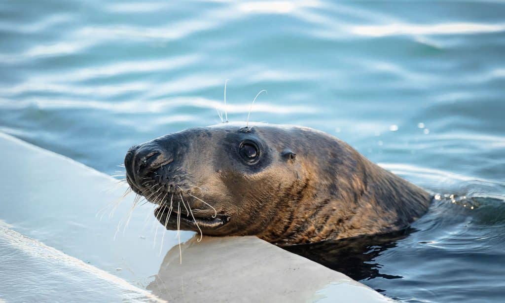 Charlie, phoque gris de l’Aquarium de Biarritz