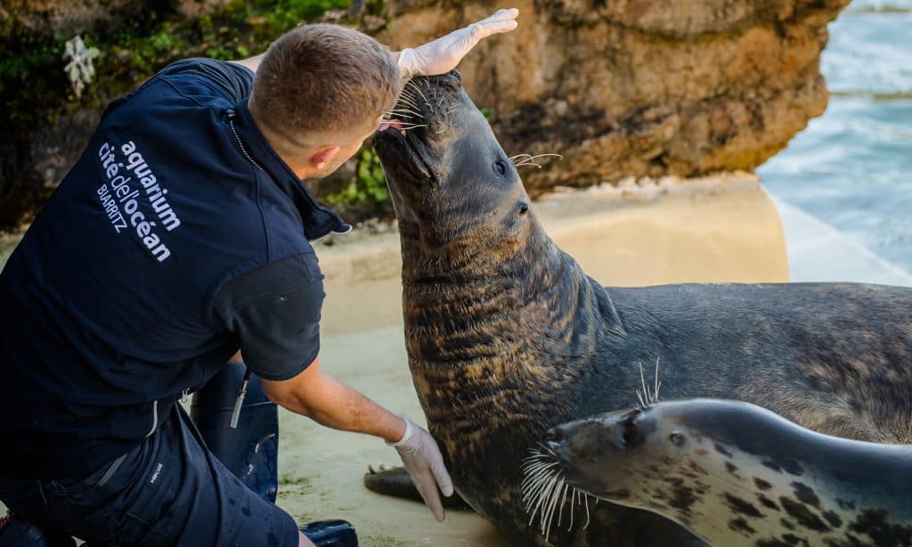Repas des phoques de l’Aquarium de Biarritz