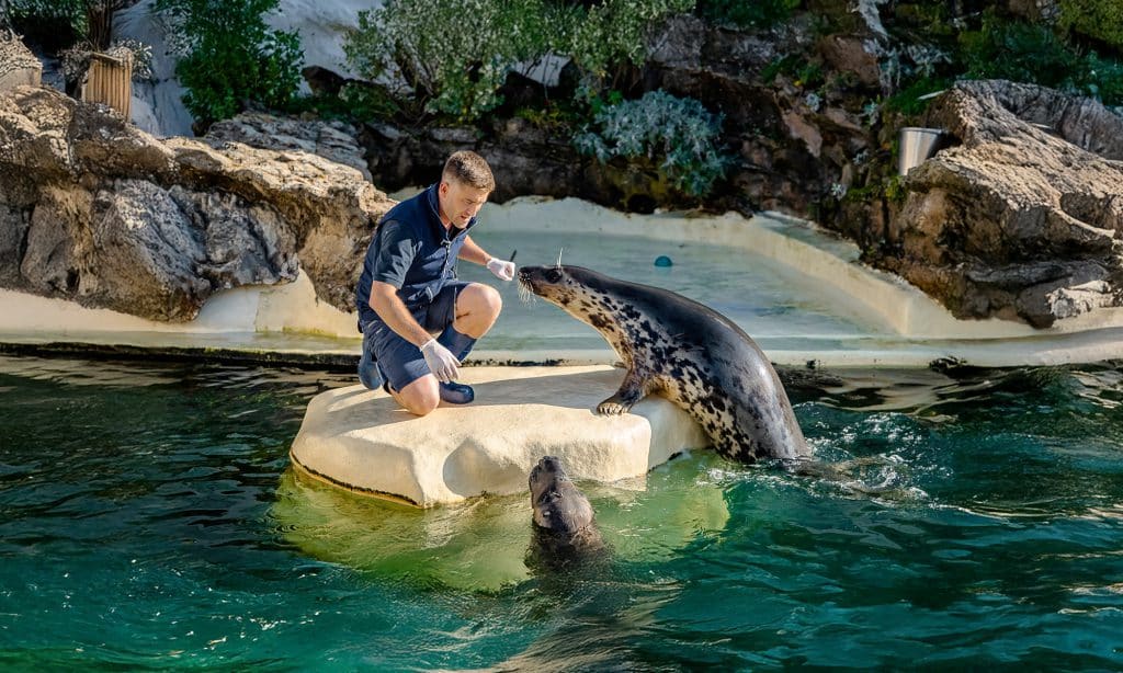 Phoque gris - Repas des phoques - Aquarium de Biarritz