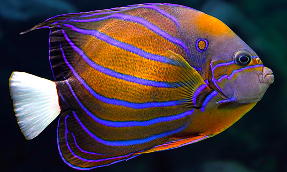 Poisson-ange annelé