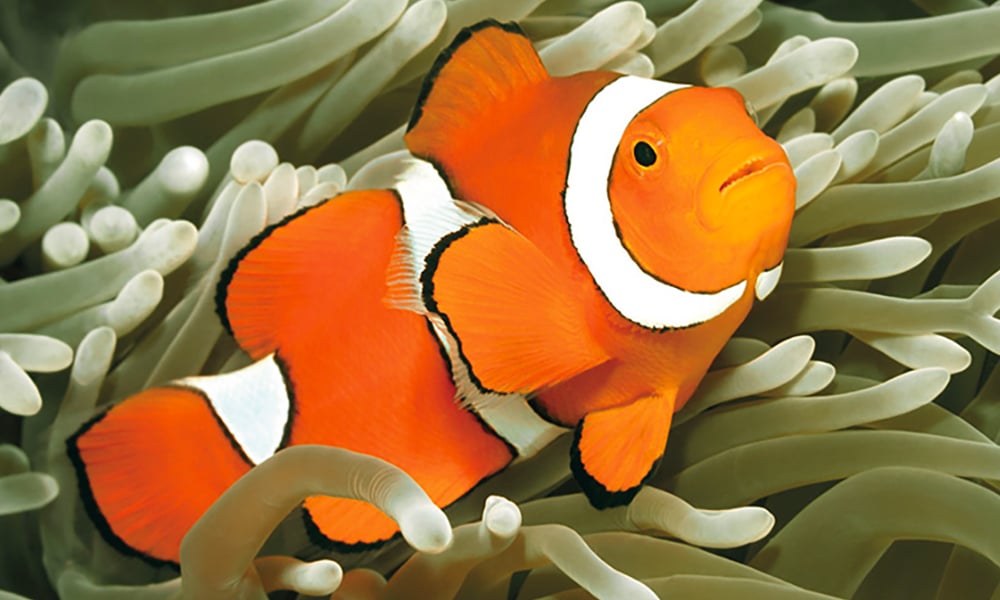 Poisson-clown à trois bandes
